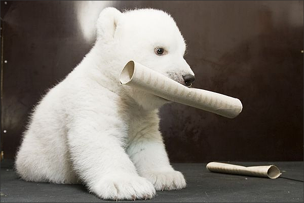 Baby polar bear Flocke looking like a stuffed teddy bear with a paper towel core in her mouth.